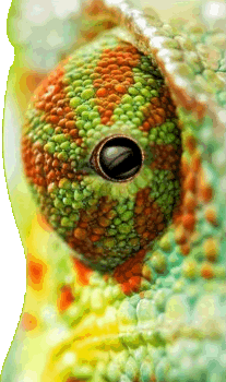 Chameleon Head Image